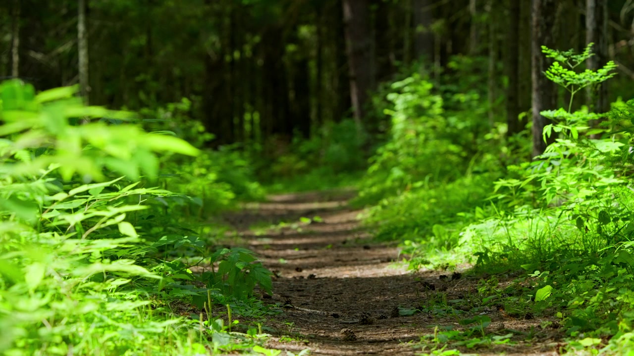 Sentiero forestale illuminato dal sole che si snoda attraverso una fitta vegetazione verde