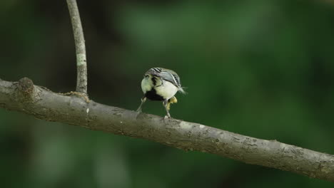 male japanese tit on tree branch with worm on its beak while surveillance for predators