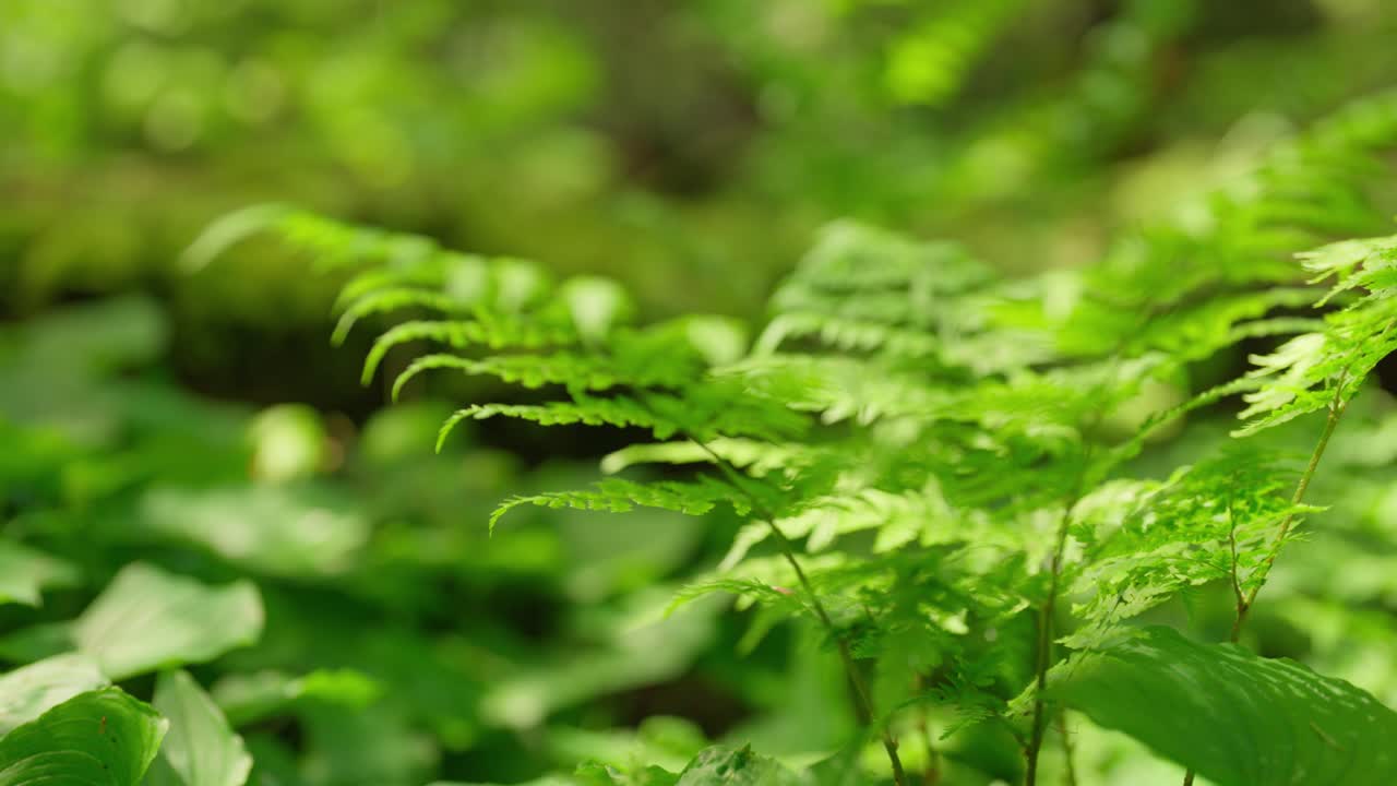 Slider slowmo of ferns, pull out