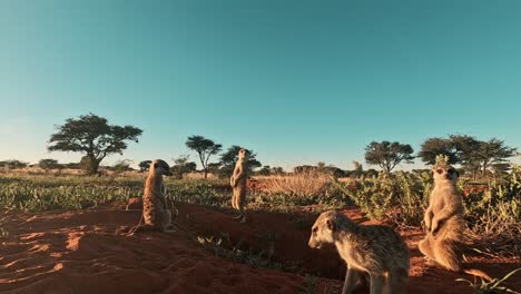 gopro action cam at ground level, observe meerkats as they stand alert, scanning their surroundings with keen eyes, southern kalahari desert