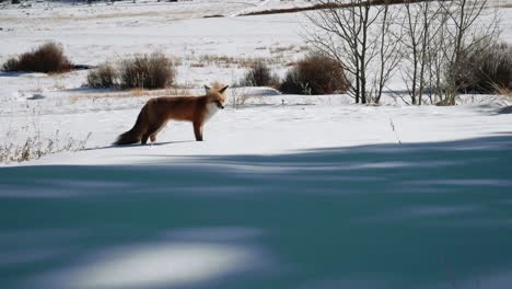a red fox walks slowly through the snow in granby colorado.