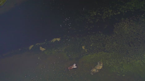 drone shot of flock of ducks swimming in green lake water