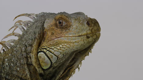 Green-iguana-pan-shot-from-white-to-reveal-iguana-looking-towards-camera