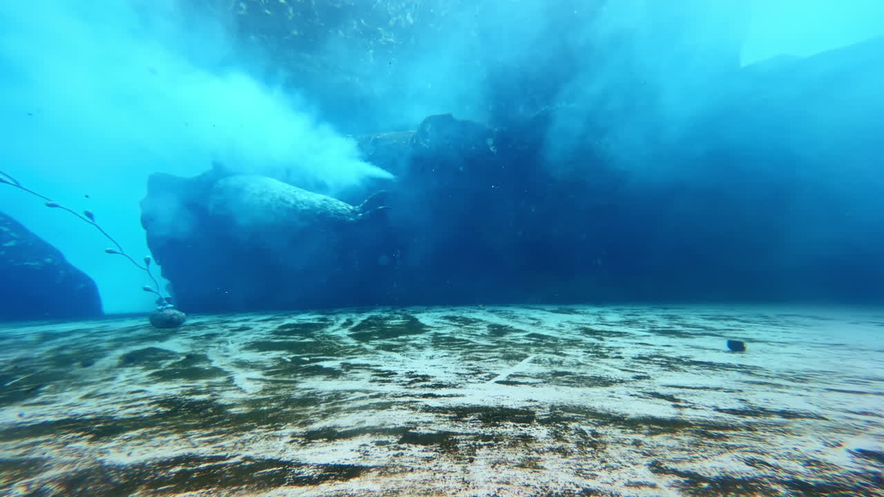 Leoni marini che nuotano sott'acqua vicino a formazioni rocciose in acqua limpida durante il giorno.
