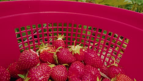 Fresas-Rojas-Cayendo-En-Un-Cubo-Rojo