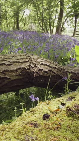 Vertikale-Video-Glockenblumen,-Die-In-Großbritannien-Wachsen,-Wald-Umgestürzter-Baum-Im-Vordergrund