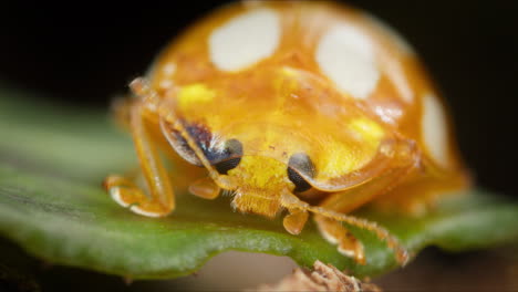 macro frontal view of cute orange ladybird on leaf, moves antennae and walks off