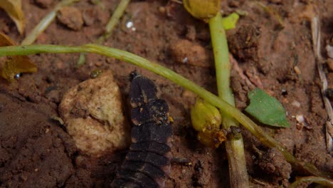 vista macro superior: la oruga se arrastra sobre el suelo de tierra se detiene abruptamente al acercarse el insecto