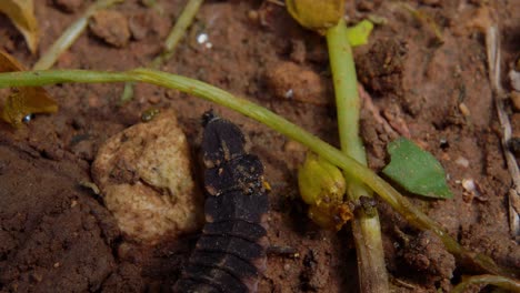 macro top view: caterpillar crawls on dirt ground abruptly stops at approaching insect