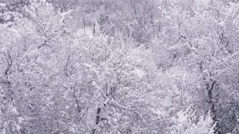 snow covered trees in guardiagrele, abruzzo, italy