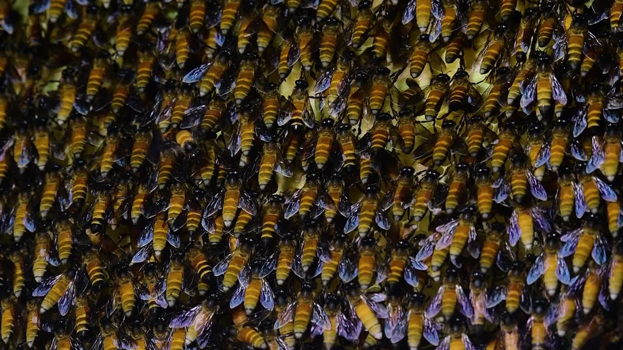 se sabe que las abejas melíferas gigantes construyen grandes colonias de nidos con bolsillos simétricos hechos de cera para almacenar miel como fuente de alimento.