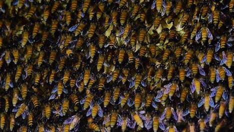 Se-Sabe-Que-Las-Abejas-Melíferas-Gigantes-Construyen-Grandes-Colonias-De-Nidos-Con-Bolsillos-Simétricos-Hechos-De-Cera-Para-Almacenar-Miel-Como-Fuente-De-Alimento.