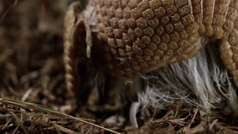 armadillo comiendo larvas en el suelo del bosque - primer plano en la cara - perfil lateral