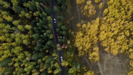 cars drives on a black road between trees in yellow autumn colors