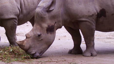 Breitmaulnashorn-Frisst-Gras-2