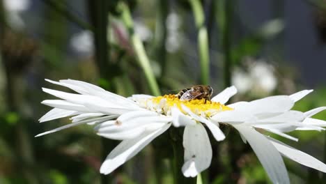 a hoverfly feeding on a daisy flower. summer. uk