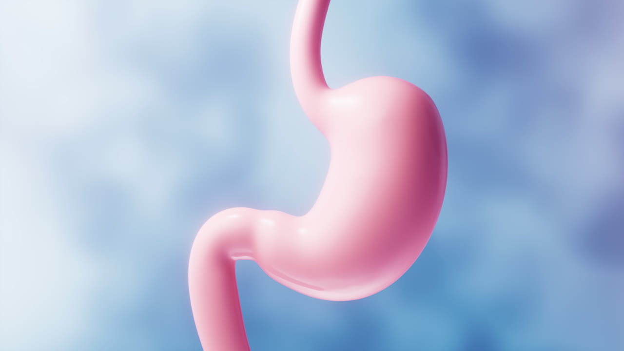 Human stomach with blue background, 3d rendering.