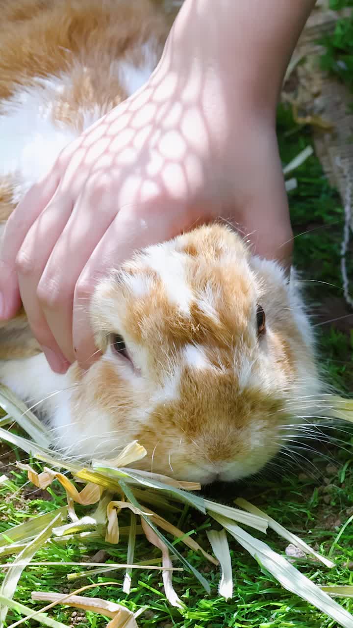 Un bambino accarezza dolcemente un soffice coniglio marrone e bianco che riposa sull'erba verde all'aperto.