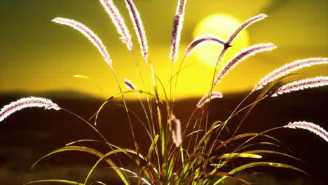 Wildblumen-Auf-Hügeln-Bei-Sonnenuntergang