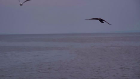 una gaviota islandesa vuela bajo sobre el océano en las islas magdalen, canadá