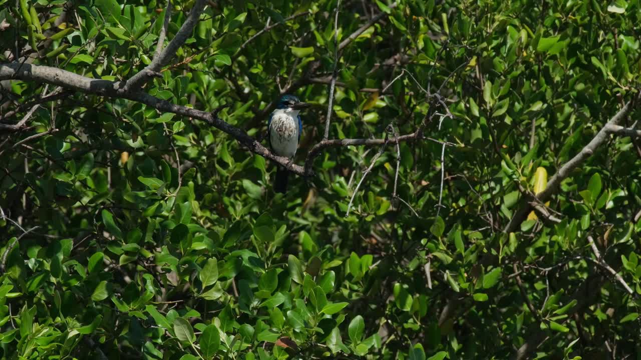 visto encaramado dentro del mangle mientras la cámara se aleja mientras sopla el viento, pescador de cuello todiramphus chloris, tailandia