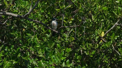 Seen-perched-within-the-mangrove-tree-while-the-camera-zooms-out-while-the-wind-blows,-Collared-Kingfisher-Todiramphus-chloris,-Thailand