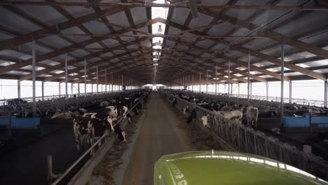 modern dairy farm cowshed