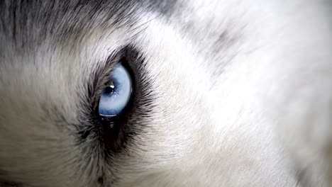 close up shot of a tired and sleepy dog