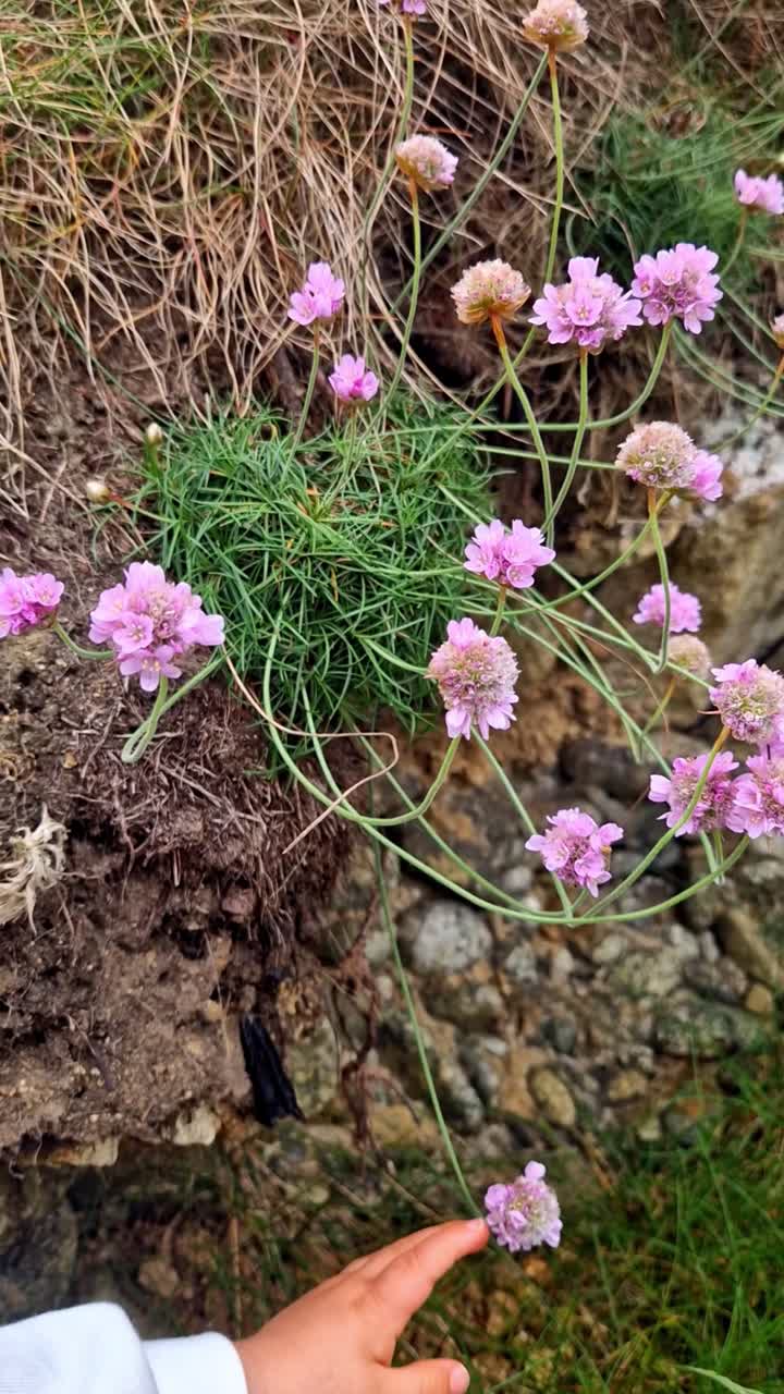 Vertical shot of a baby’s hand gently touching pink sea thrift flowers by the sea in Brittany, France