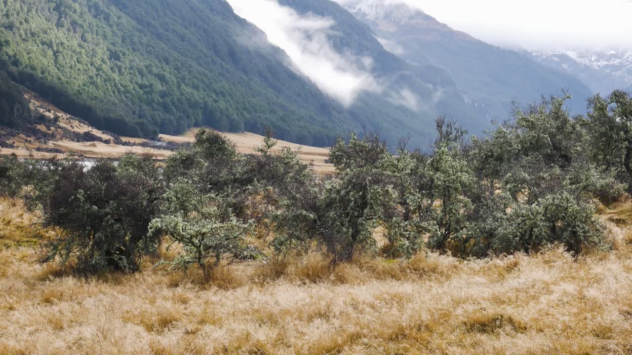 new zealnd's rees valley grassy meadow in winter