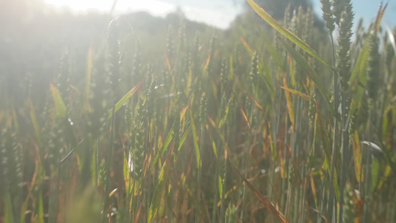 Wheat field, close up with light flares