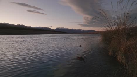Ducks-on-hydro-canal-in-mountainous-New-Zealand-south-island-at-dawn