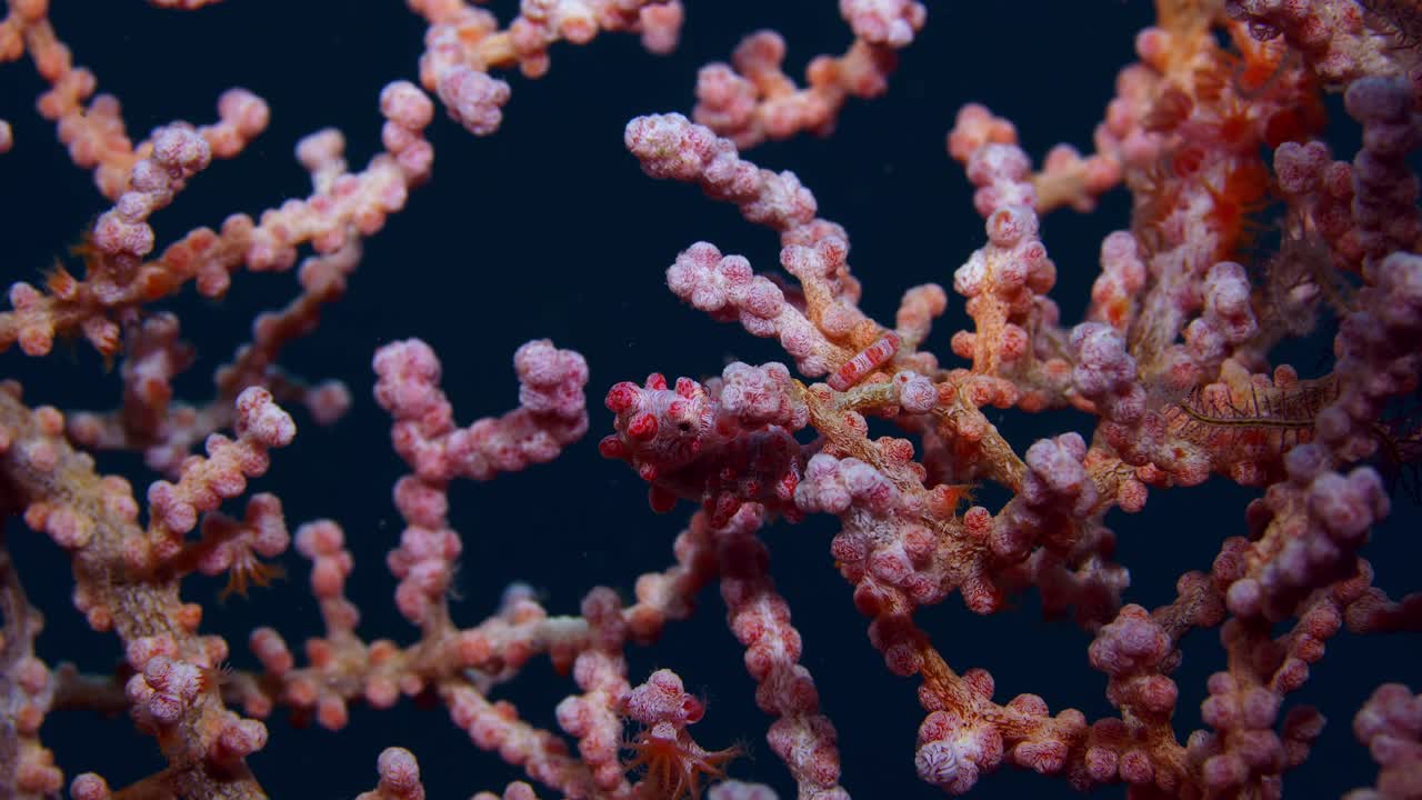 Hippocampus bargibanti Cavalluccio marino pigmeo Lembeh 4k 25fps