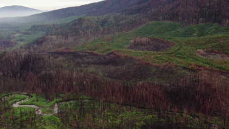 Aftermath-of-wildfire-destruction-on-forest-trees-in-valley-with-river