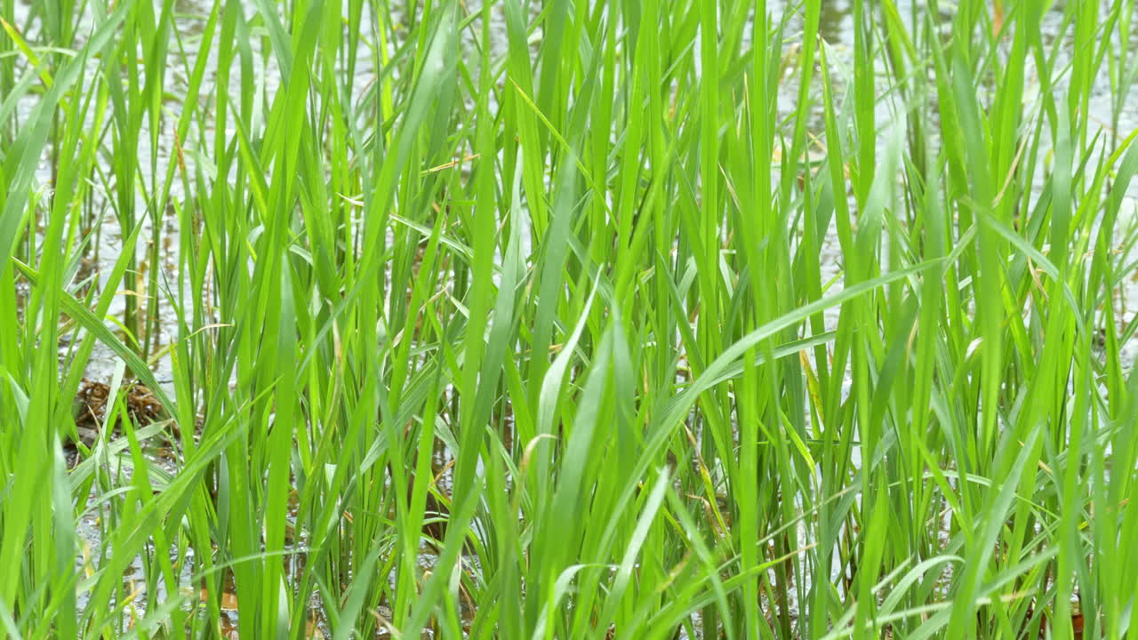 hojas verdes frescas de arroz balanceándose mientras es soplado por el viento en un campo de arroz en el sureste de asia