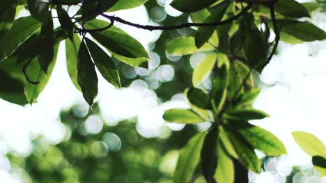 Sonnenbeschienene-Blätter-Mit-Schönem-Bokeh-Hintergrund