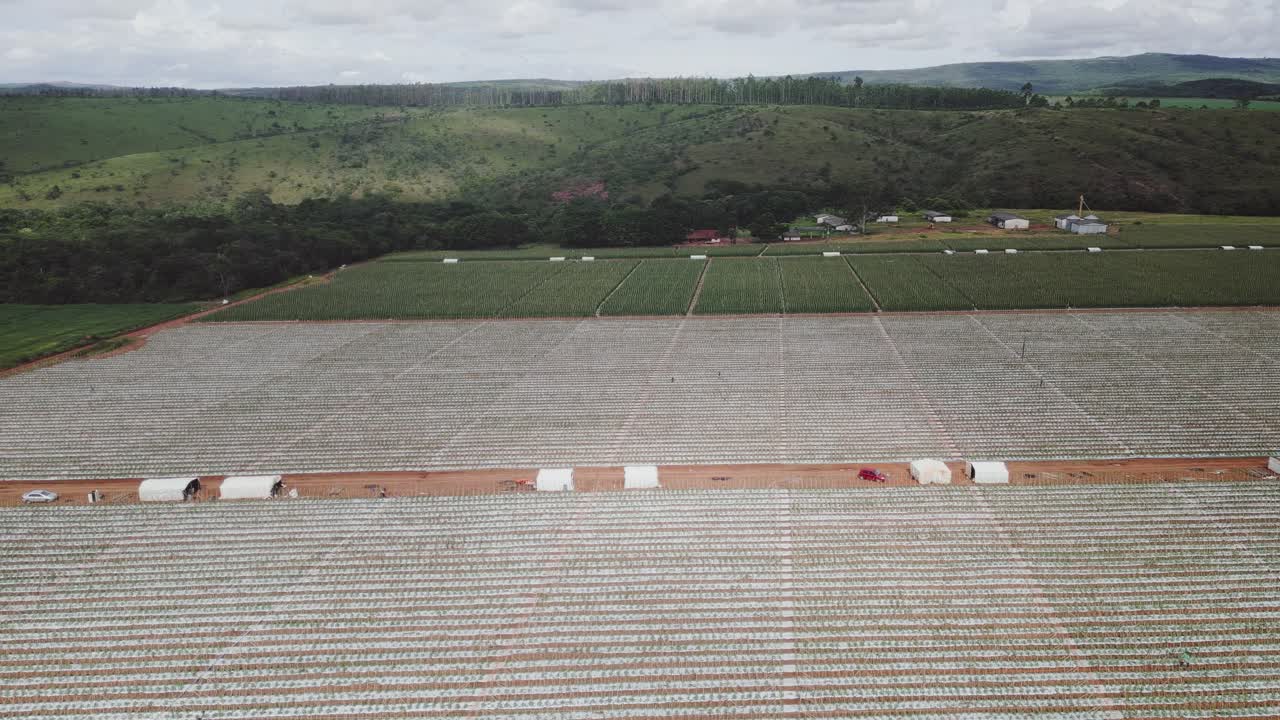 Plastic mulch vegetable fields in Formosa, Goiás, Central-West Brazil, with aligned rows, central service road and field modules supporting intensive horticulture, drone panning shot