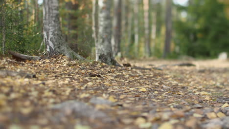 ground level narrow focus view of autumn forest floor, camera moving