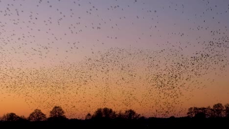 Amazing-murmuration-shapes-in-the-sky-from-a-flock-of-starling,-flying-in-sync,-twisting,-turning-in-unison-against-beautiful-sunset-sky-in-Somerset,-West-Country-of-England