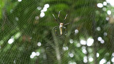 close up giant golden orbweaver or nephila pilipes making his web