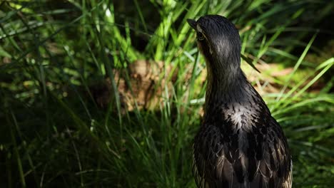 hawk moving through grassy zoo enclosure