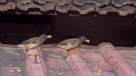 mayna-eating-on-roof-three-slow-mo