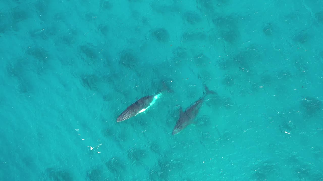 excelente toma aérea de grandes ballenas azules rompiendo las aguas cerca de augusta, australia