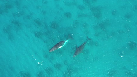 excelente toma aérea de grandes ballenas azules rompiendo las aguas cerca de augusta, australia