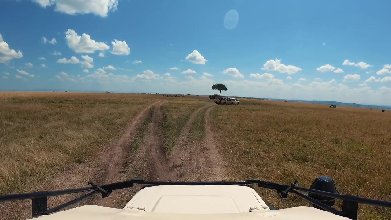 Una ripresa in soggettiva da un veicolo safari che esplora la Riserva Nazionale Masai Mara