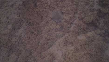 stingray known as reticulate whipray, honeycomb stingray, himantura uarnak