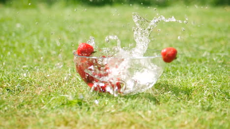 many strawberries falling into waterbowl