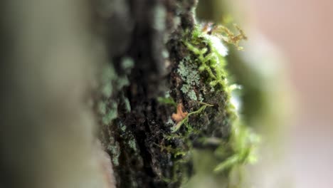 el musgo en un árbol, de cerca.