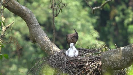 a javan hawk eagle is waiting for its young in a nest in a big tree