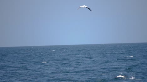 ultra slow motion shot of wild dolphin and seagulls at sea